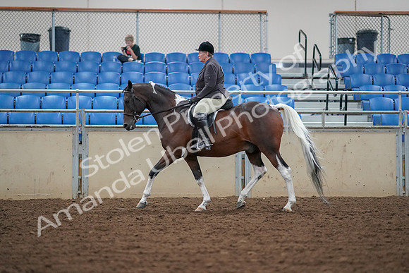 2019 Morgan Horse Show - Aug 30, 2019 - 16228