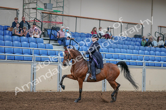 2020 - AB Morgan Horse - Fri, Sept 04 - 11224