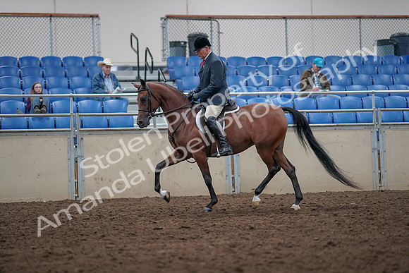 2019 Morgan Horse Show - Aug 31, 2019 - 14713