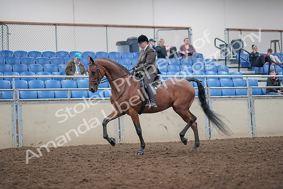 2019 Morgan Horse Show - Aug 31, 2019 - 14838