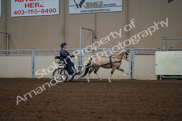 2019 Morgan Horse Show - Aug 30, 2019 - 13450