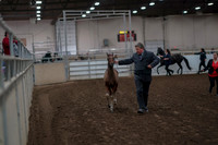 2019 Morgan Horse Show - Aug 31, 2019 - 00834