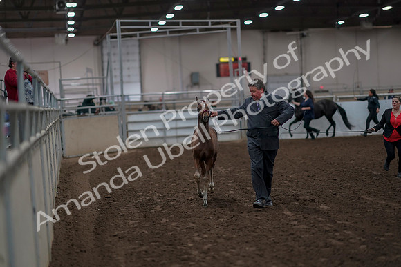 2019 Morgan Horse Show - Aug 31, 2019 - 00834