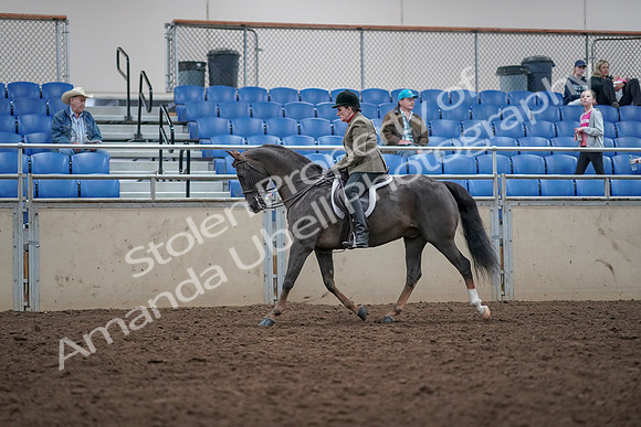 2019 Morgan Horse Show - Aug 31, 2019 - 14925