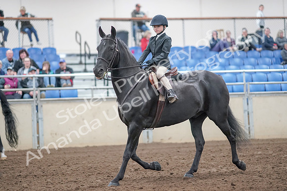 2019 Morgan Horse Show - Aug 31, 2019 - 19412