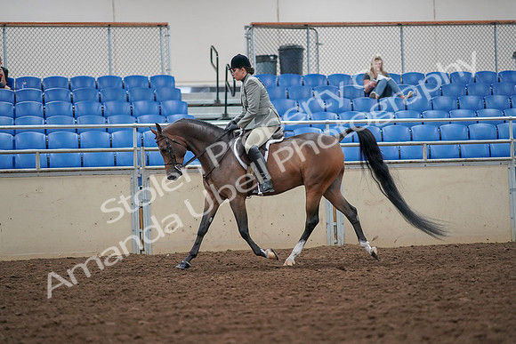 2019 Morgan Horse Show - Aug 30, 2019 - 17287