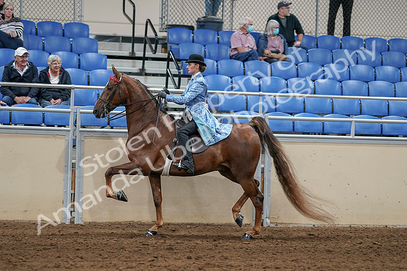 2020 - AB Morgan Horse - Sat, Sept 05 - 06240