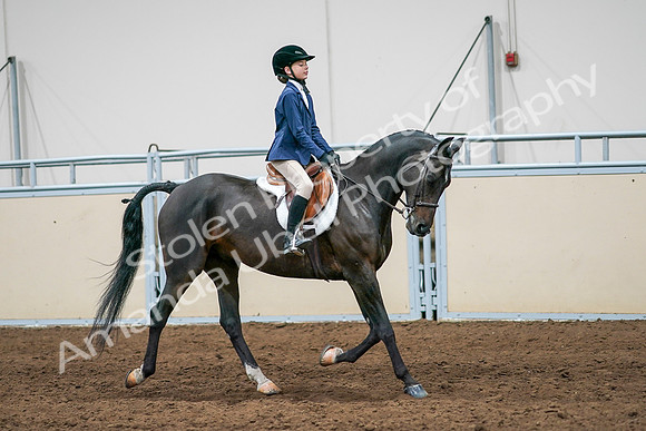 2020 - AB Morgan Horse - Sun, Sept 06 - 08122