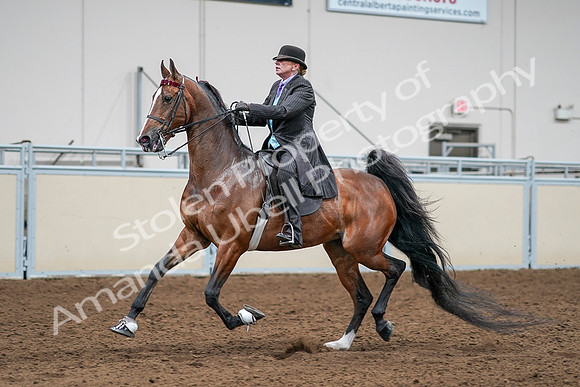 2020 - AB Morgan Horse - Sat, Sept 05 - 13175