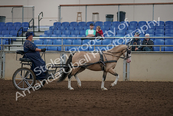 2019 Morgan Horse Show - Aug 31, 2019 - 04444