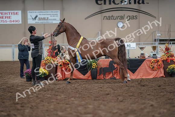 2019 Morgan Horse Show - Aug 31, 2019 - 03853