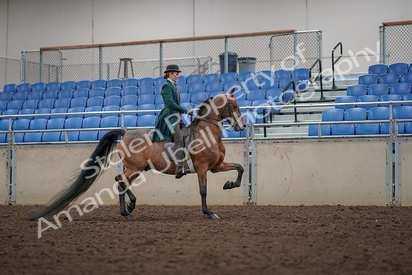 2019 Morgan Horse Show - Aug 30, 2019 - 28066