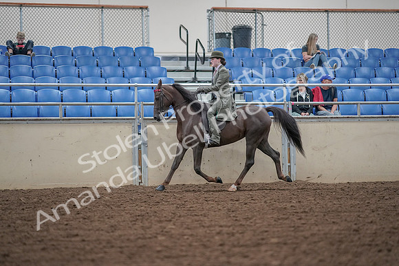 2019 Morgan Horse Show - Aug 30, 2019 - 15523