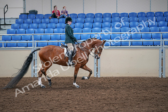 2020 - AB Morgan Horse - Sat, Sept 05 - 05121
