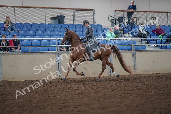 2019 Morgan Horse Show - Aug 30, 2019 - 15448