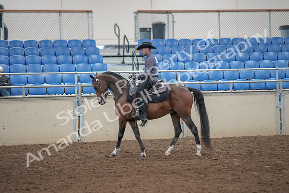 2019 Morgan Horse Show - Aug 31, 2019 - 06041
