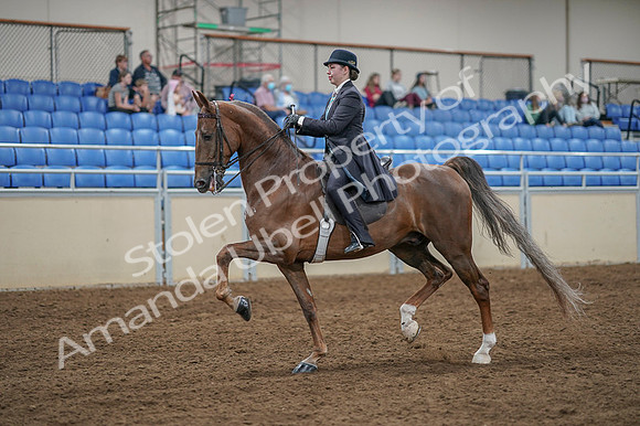 2020 - AB Morgan Horse - Fri, Sept 04 - 11098