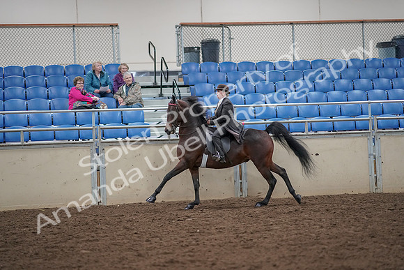 2019 Morgan Horse Show - Aug 30, 2019 - 28021