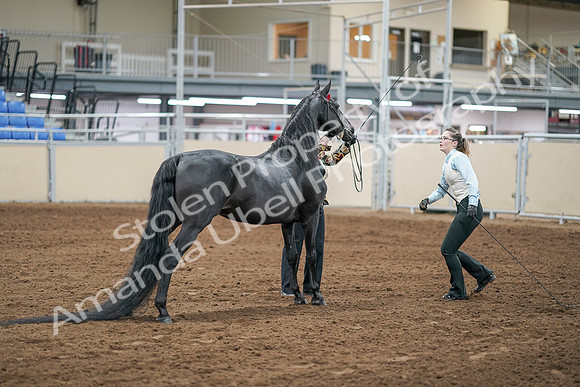 2020 - AB Morgan Horse - Sat, Sept 05 - 00094
