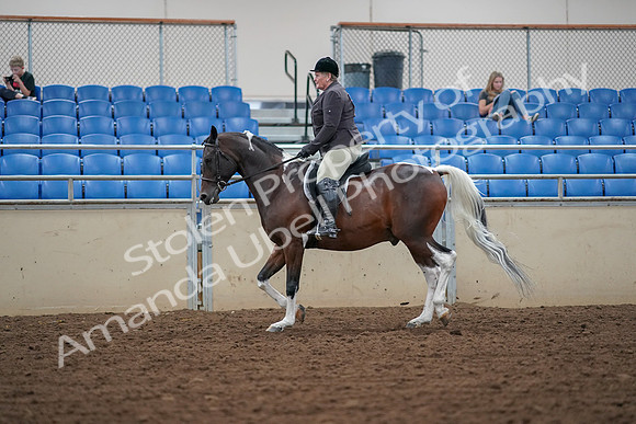 2019 Morgan Horse Show - Aug 30, 2019 - 16220