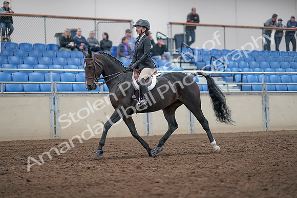2019 Morgan Horse Show - Aug 31, 2019 - 20520