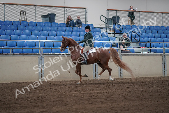 2019 Morgan Horse Show - Sept 01, 2019 - 12309