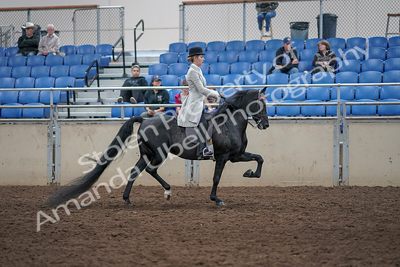 2019 Morgan Horse Show - Aug 31, 2019 - 09522