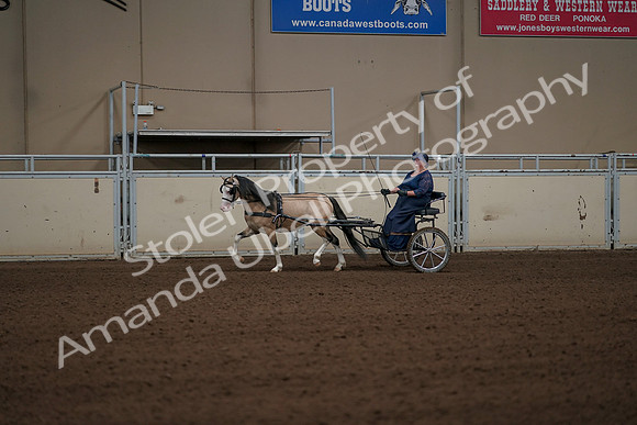 2019 Morgan Horse Show - Aug 31, 2019 - 04326