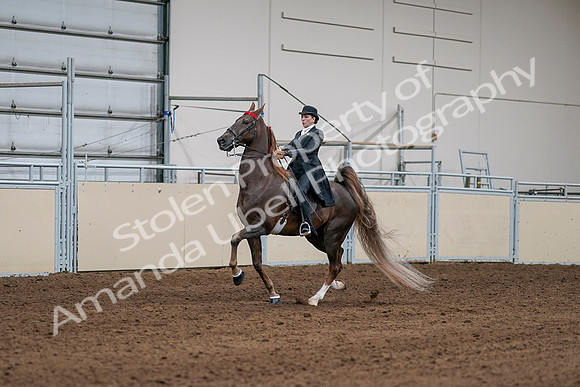 2020 - AB Morgan Horse - Sat, Sept 05 - 13079