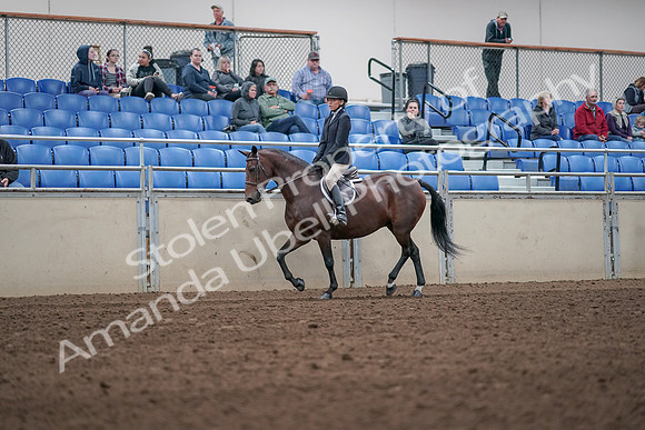 2019 Morgan Horse Show - Aug 31, 2019 - 19520