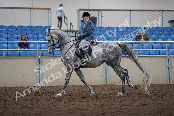 2019 Morgan Horse Show - Aug 31, 2019 - 15043