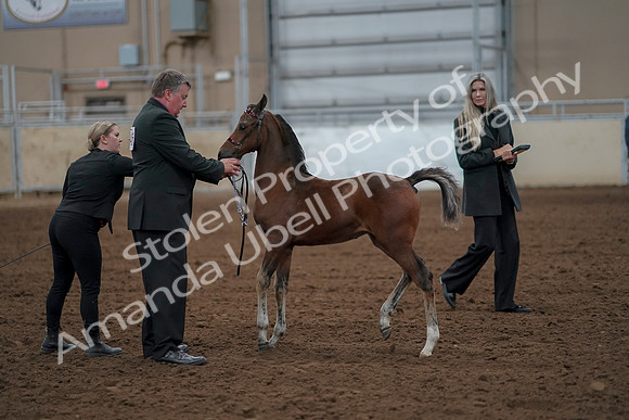 2019 Morgan Horse Show - Aug 30, 2019 - 24759