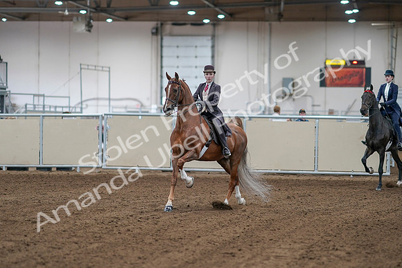 2020 - AB Morgan Horse - Sat, Sept 05 - 06131