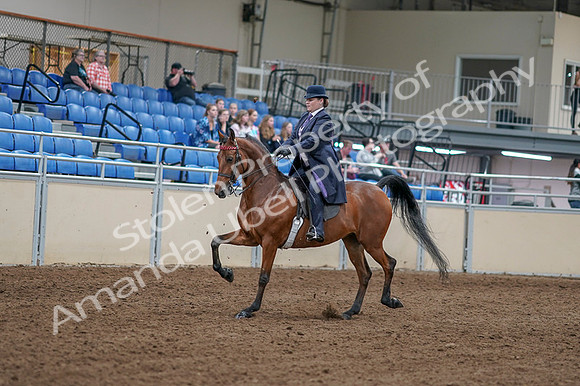 2020 - AB Morgan Horse - Fri, Sept 04 - 11203