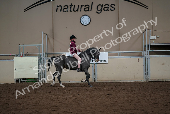 2019 Morgan Horse Show - Aug 30, 2019 - 31434