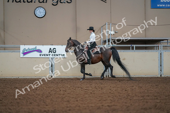 2019 Morgan Horse Show - Aug 30, 2019 - 16834