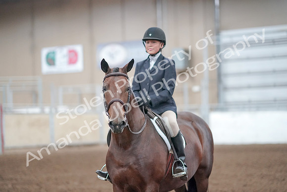 2019 Morgan Horse Show - Aug 31, 2019 - 19730