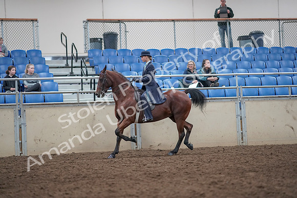2019 Morgan Horse Show - Aug 31, 2019 - 09256