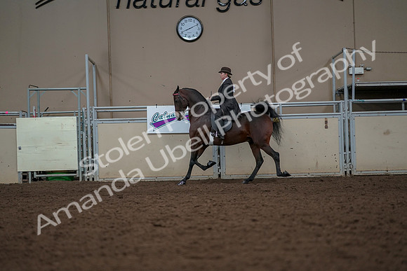 2019 Morgan Horse Show - Aug 30, 2019 - 27907