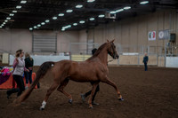 2019 Morgan Horse Show - Aug 31, 2019 - 01039