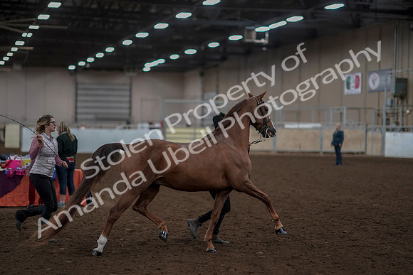 2019 Morgan Horse Show - Aug 31, 2019 - 01039