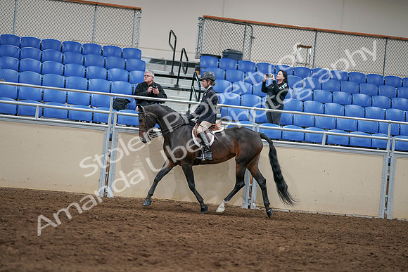 2020 - AB Morgan Horse - Sun, Sept 06 - 07870