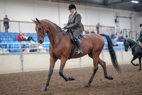 2019 Morgan Horse Show - Aug 31, 2019 - 14646