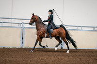 2020 - AB Morgan Horse - Sat, Sept 05 - 06697