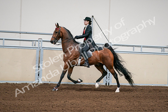 2020 - AB Morgan Horse - Sat, Sept 05 - 06697