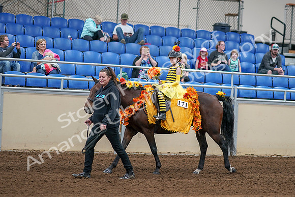 2020 - AB Morgan Horse - Sat, Sept 05 - 05767