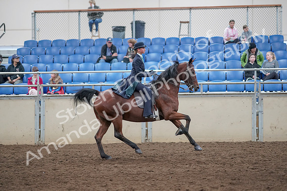2019 Morgan Horse Show - Aug 31, 2019 - 09708