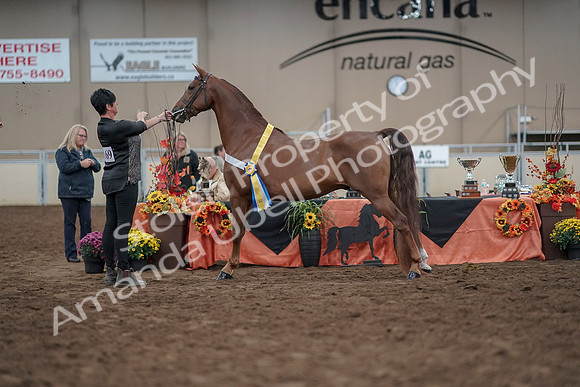 2019 Morgan Horse Show - Aug 31, 2019 - 03840