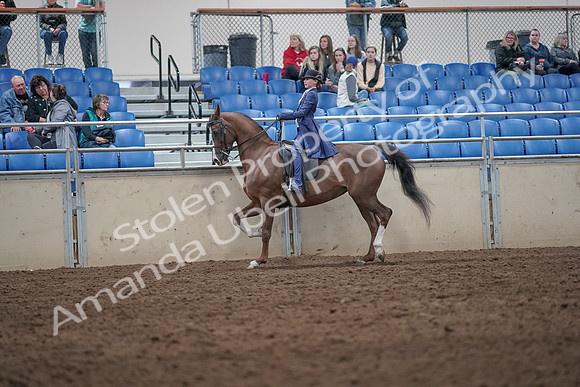 2019 Morgan Horse Show - Aug 31, 2019 - 20564