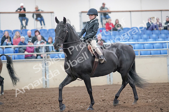 2019 Morgan Horse Show - Aug 31, 2019 - 19416